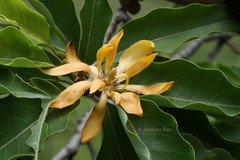 Magnolia champaca